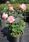 Preview: Nostalgie Edelrose Augusta Luise